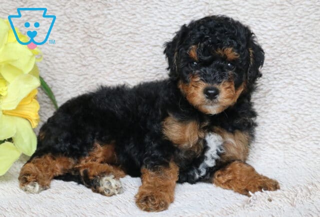 Curly-coated Mini Poodle puppy with black fur, rich tan accents, and a white patch on the chest, lying on a soft beige blanket beside bright yellow flowers. image