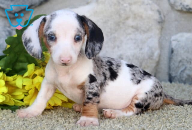 Champ Mini Dachshund image