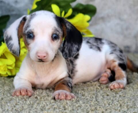 Champ Mini Dachshund2