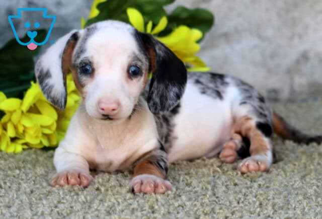 Champ Mini Dachshund2 image