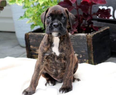 Chance Boxer2