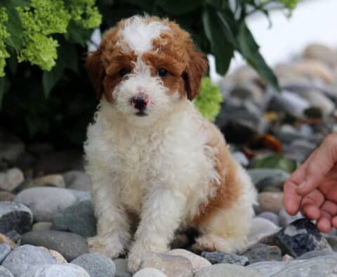 Chance Toy Poodle
