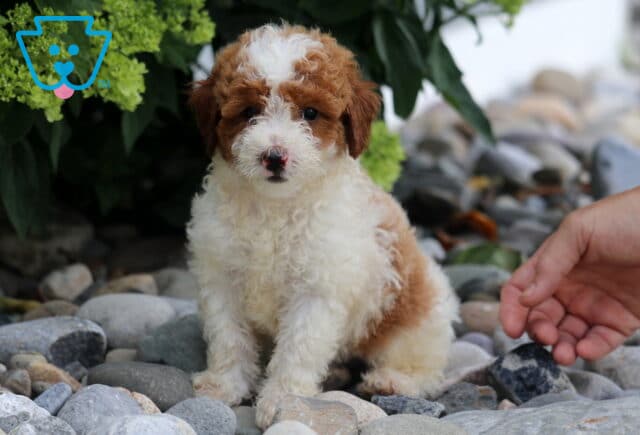 Chance Toy Poodle image