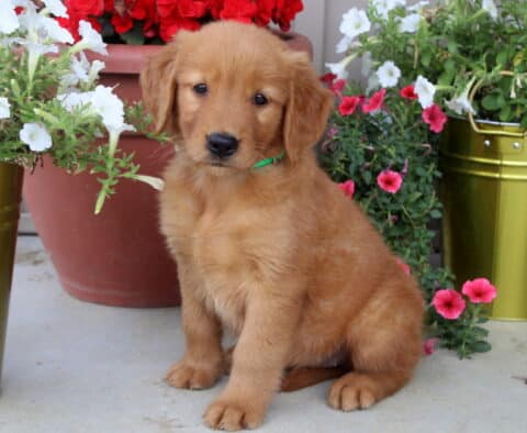 Golden Retriever puppy with a green collar sitting on a porch between colorful flower pots filled with white and pink blooms.