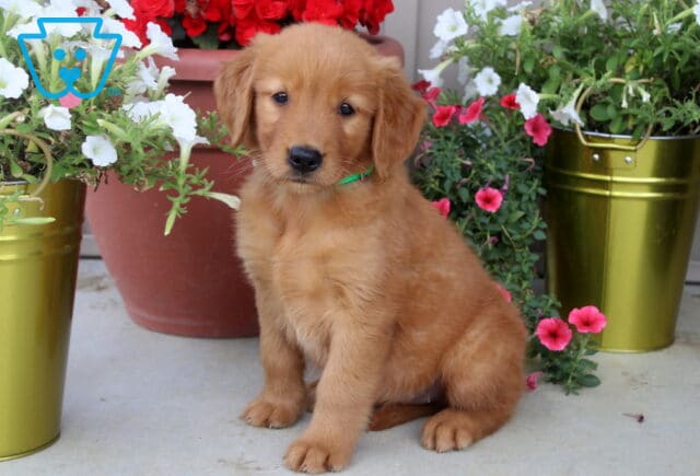 Golden Retriever puppy with a green collar sitting on a porch between colorful flower pots filled with white and pink blooms. image