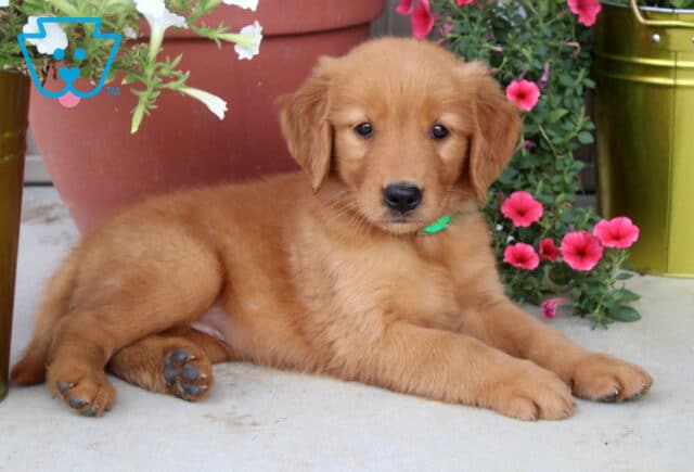 Golden Retriever puppy with a green collar laying down on a porch beside bright pink and white flowers in gold and terracotta pots. image
