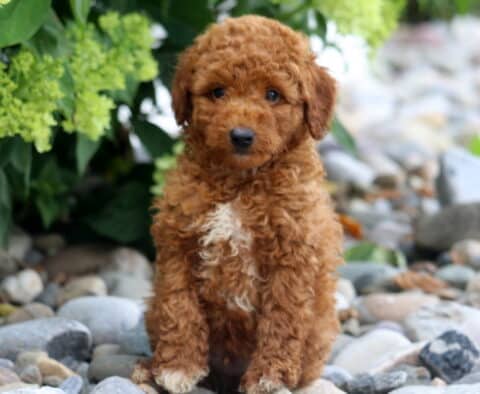 Charles Toy Poodle