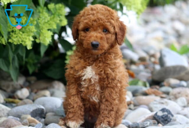 Charles Toy Poodle image