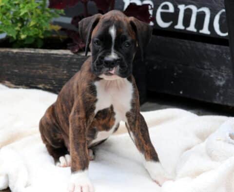 Charlie Boxer