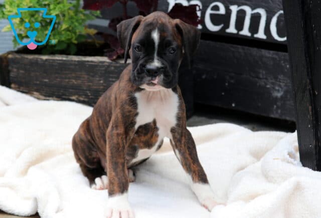 Charlie Boxer image