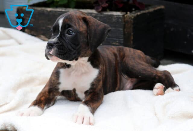 Charlie Boxer2 image