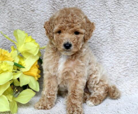 Charlie Mini Poodle