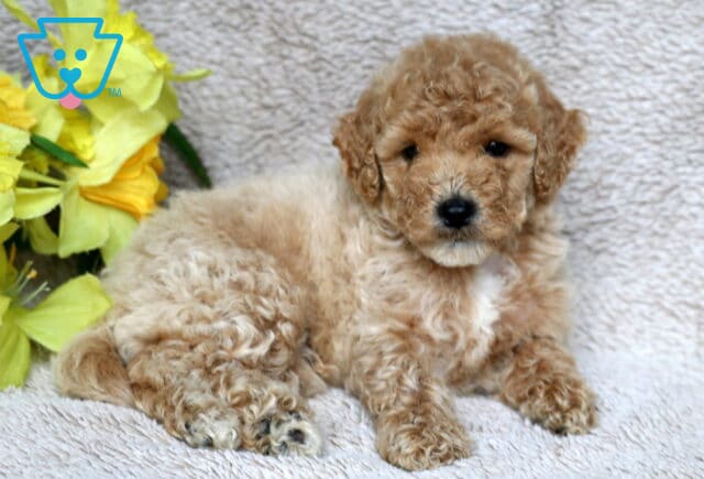 Fluffy apricot Mini Poodle puppy lying on a soft beige blanket next to a bunch of cheerful yellow flowers, looking sweetly at the camera. image