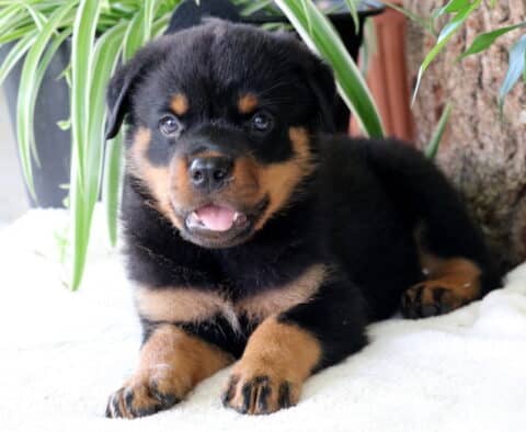 Charlie Rottie