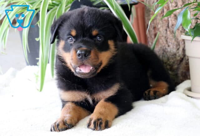 Charlie Rottie image