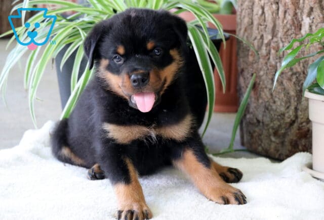 Charlie Rottie2 image