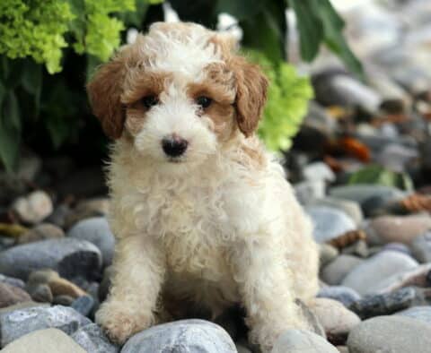 Charlie Toy Poodle