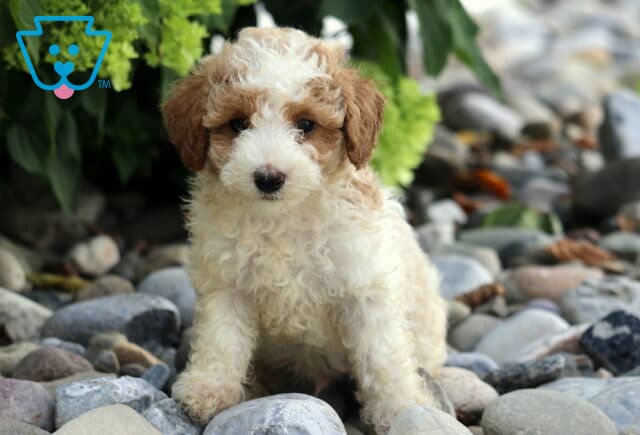 Charlie Toy Poodle image