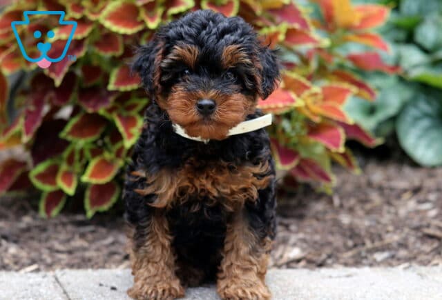 Adorable Yorkiepoo puppy with a fluffy black and tan coat wearing a white collar, sitting on a sidewalk in front of vibrant red and green foliage. image