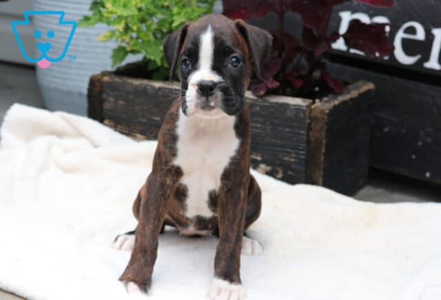 Charm Boxer image
