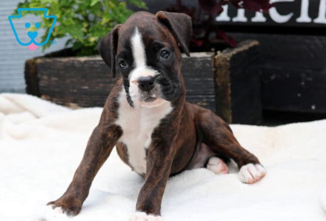 Charm Boxer2 image