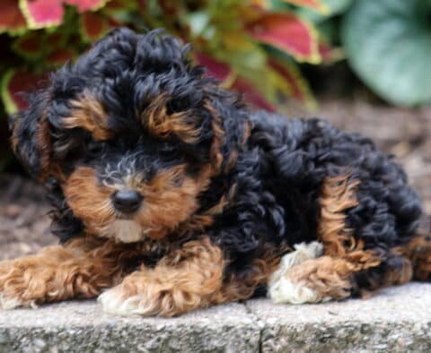 Curly-coated black Yorkiepoo puppy with tan and white markings lying down on a stone surface near colorful foliage.