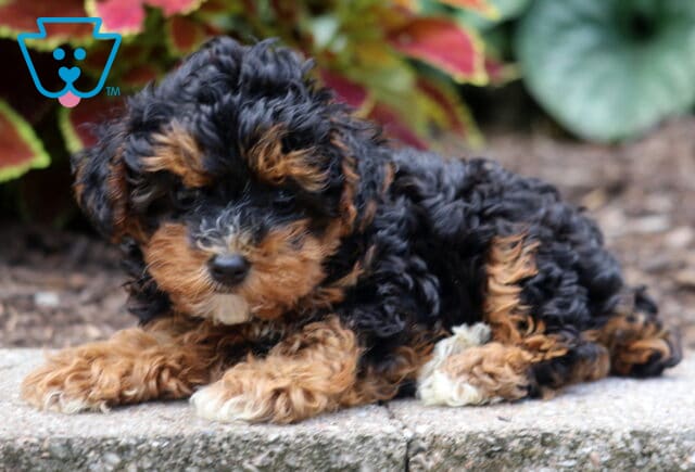 Curly-coated black Yorkiepoo puppy with tan and white markings lying down on a stone surface near colorful foliage. image
