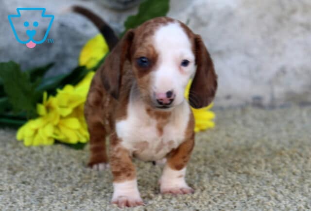 Chase MIni Dachshund image