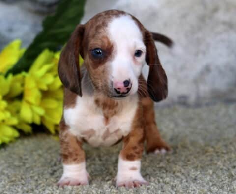 Chase MIni Dachshund2