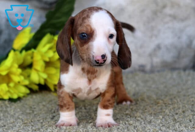 Chase MIni Dachshund2 image