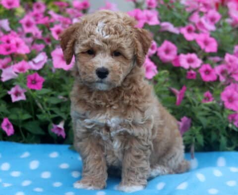 Fluffy Bichpoo puppy with a light tan and white curly coat sitting on a blue polka dot blanket, with vibrant pink flowers in the background.