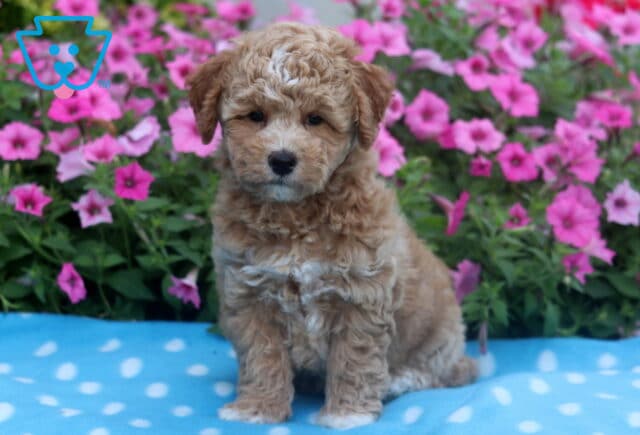 Fluffy Bichpoo puppy with a light tan and white curly coat sitting on a blue polka dot blanket, with vibrant pink flowers in the background. image