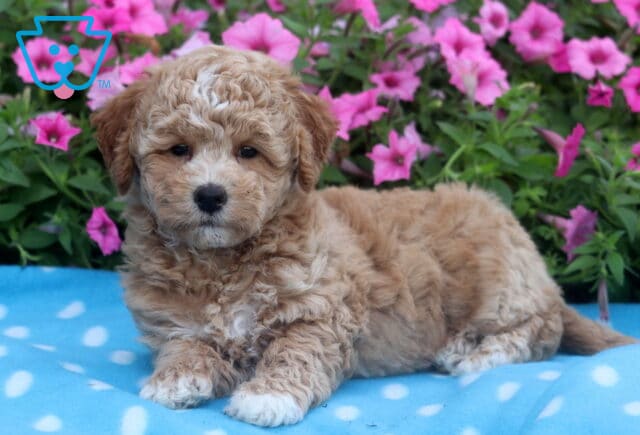 Curly-coated Bichpoo puppy with a light tan and white coat lying on a blue polka dot blanket, with a backdrop of blooming pink petunias. image