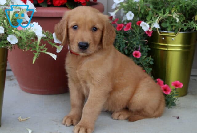 Golden Retriever puppy with a red collar sitting beside colorful petunias in red, white, and pink, surrounded by a red flower pot and a shiny green bucket. image