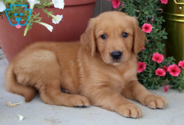 Adorable Golden Retriever puppy with a rich golden coat lying on a porch beside blooming pink petunias and a large flower pot. image