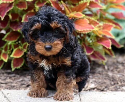 Adorable black Yorkiepoo puppy with tan markings and a curly coat sitting alertly in front of vibrant red and green foliage.