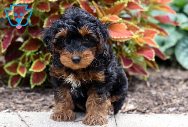 Adorable black Yorkiepoo puppy with tan markings and a curly coat sitting alertly in front of vibrant red and green foliage. image