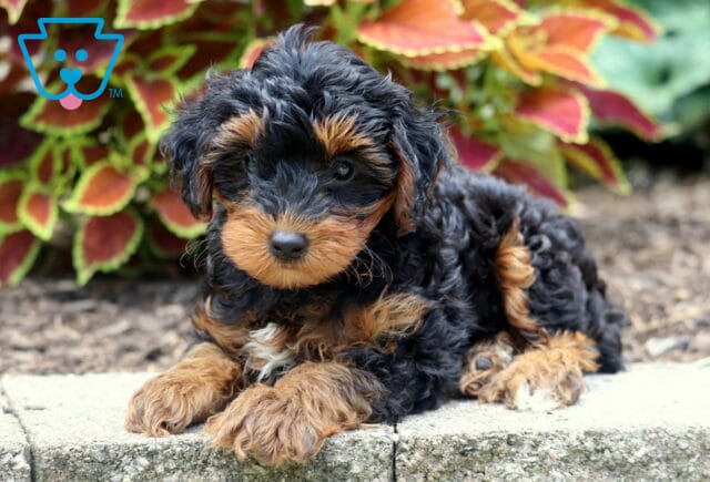 Charming Yorkiepoo puppy with a curly black and tan coat lying on a stone edge in front of colorful leafy plants. image