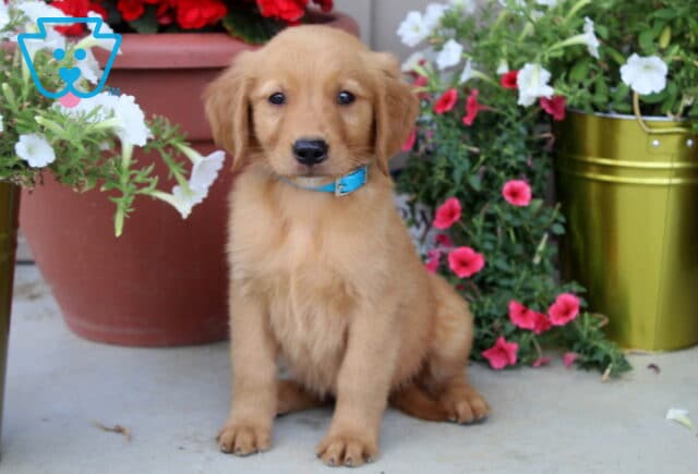 Golden Retriever puppy with a light golden coat and bright blue collar sitting between flower pots filled with white, red, and pink blossoms. image