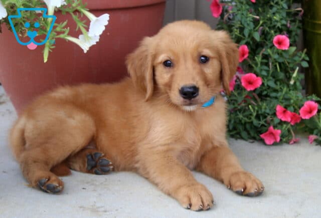 Golden Retriever puppy with a soft golden coat and blue collar laying on a porch near pink petunias and a large red flower pot. image