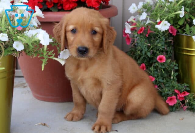 Golden Retriever puppy with a rich reddish-golden coat sitting on a porch, surrounded by bright red, pink, and white flowers in colorful pots. image