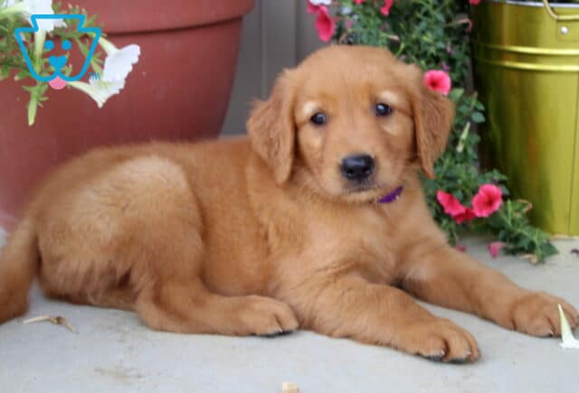 Cute Golden Retriever puppy with a soft reddish-golden coat lying on a porch beside white and pink flowers and a shiny green flower pot. image
