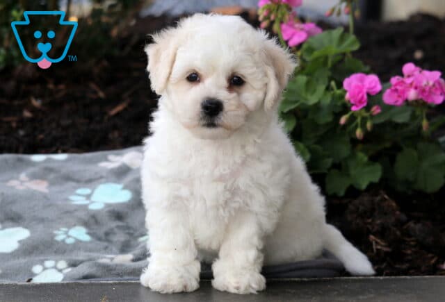 Cheeta Bichon image