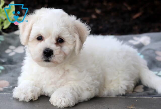 Cheeta Bichon2 image