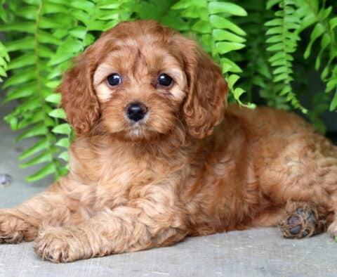 Charming Cockapoo puppy with a curly apricot coat lying down in front of lush green ferns, gazing up with wide, round eyes and a gentle expression.