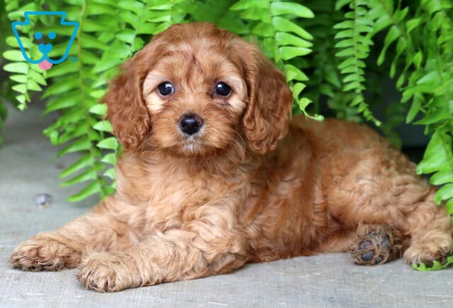 Charming Cockapoo puppy with a curly apricot coat lying down in front of lush green ferns, gazing up with wide, round eyes and a gentle expression. image