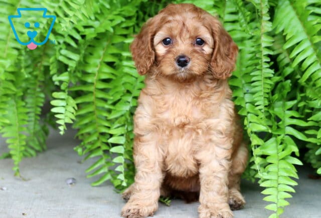 Sweet-faced Cockapoo puppy with a soft, apricot-colored coat sitting in front of bright green ferns, looking up with wide eyes and a calm, gentle expression. image
