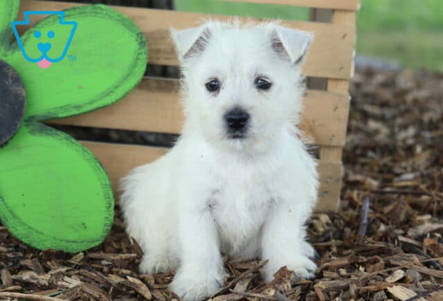 Cheeta Westie image