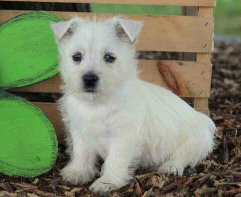Cheeta Westie2