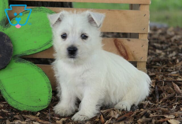 Cheeta Westie2 image